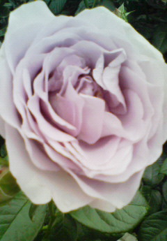 rose3.jpg